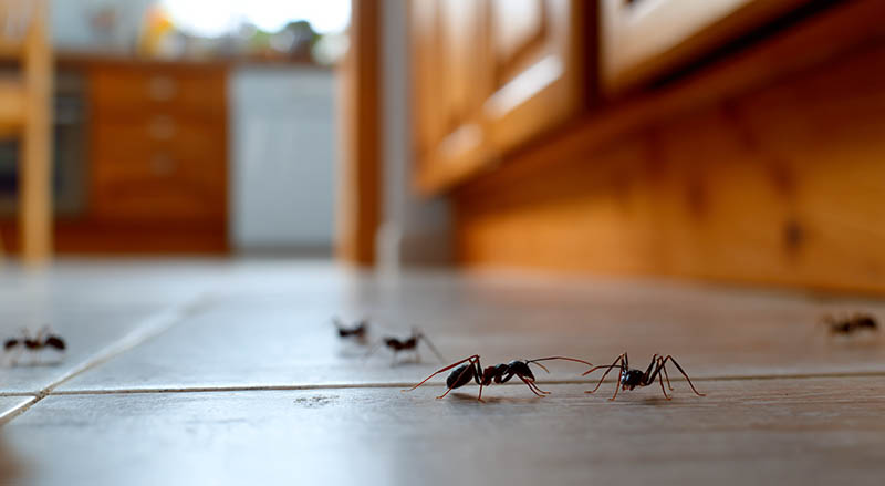 Carpenter Ants Pest Control Charlotte County