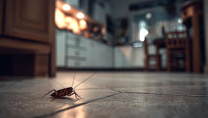 Cockroaches Pest Control Services Punta Gorda Port Charlotte North Port Englewood Venice