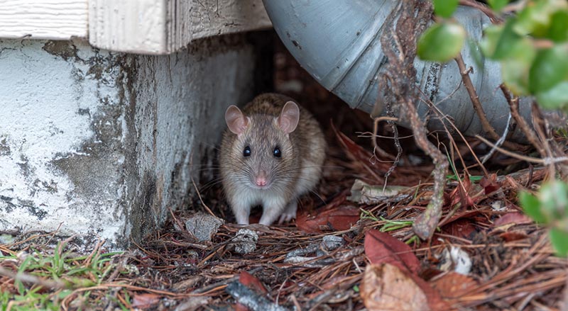 Palm Rats Mice Pest Control Services Punta Gorda Port Charlotte North Port Englewood Venice